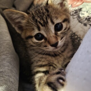 １、2ヶ月の子猫ちゃん