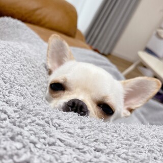 わんぱくチワワ5歳の男の子！