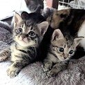クリクリお目目の人馴れ抜群兄弟チップ君デール君