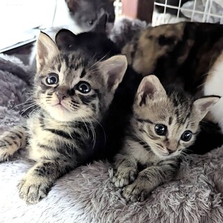 クリクリお目目の人馴れ抜群兄弟チップ君デール君