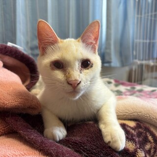 人さん大好き★華奢で小柄な白ボーイ・ジャーロくん