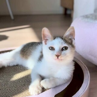 2匹姉妹いつも仲良し♡Tam（タム）ちゃん