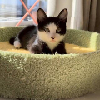 2匹姉妹いつも仲良し♡Tim（ティム）ちゃん