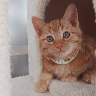 目が真ん丸でとても可愛いお顔★ラテくん