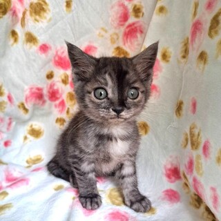 【11/30東銀座】じゅん太くん★２ヵ月半♪