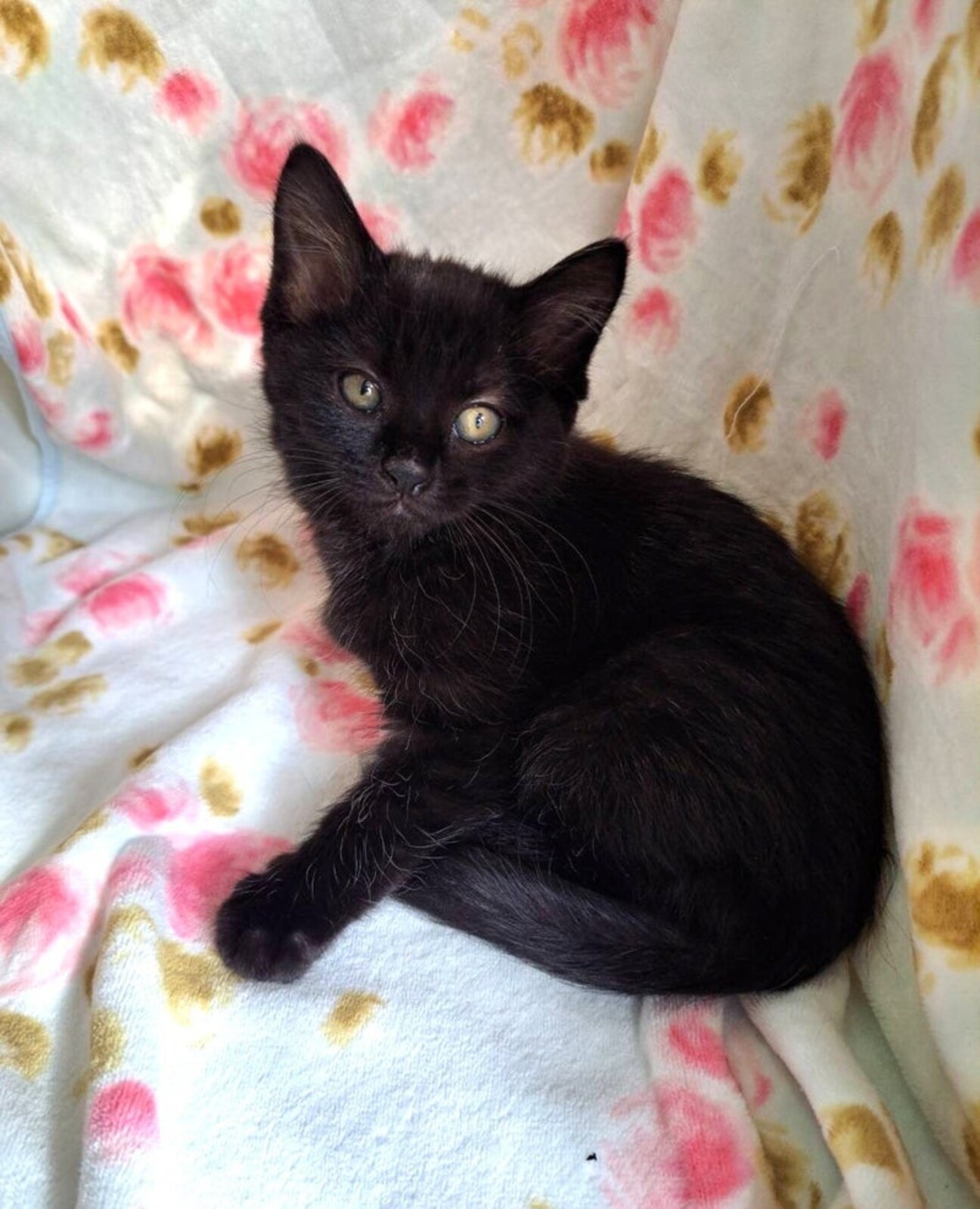 11/30東銀座】くま」東京都 - 猫の里親募集(530445) :: ペットの