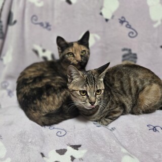 ゴージャスな色合いの仲良し姉妹