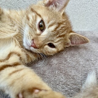 【兄妹と一緒に】やんちゃだけど実は甘えん坊・くり