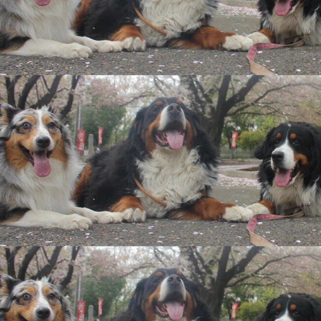 ごまのカバー写真