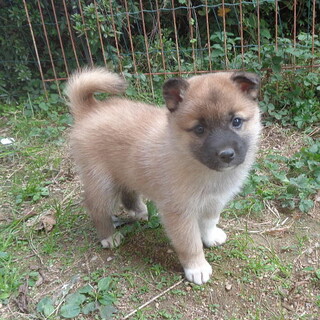 人なつこい甘えん坊さんのメス子犬