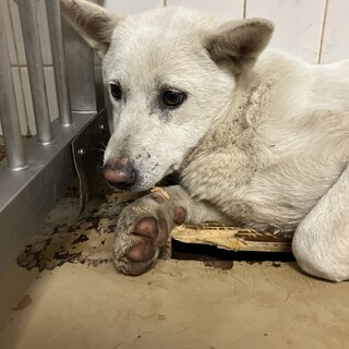 殺処分対象❗️収容期限11/21迄❗️延長なし