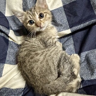 11/16千駄木に会いに来て❤️ マックス　3ヶ月