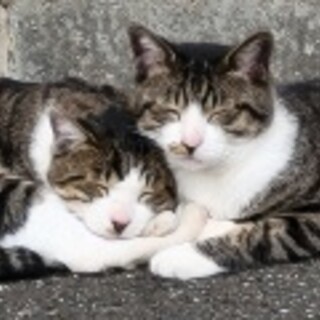 兄弟子猫の里親募集