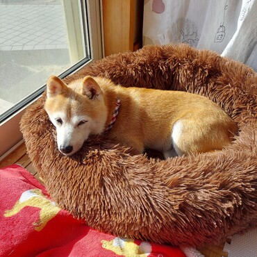 オヅノさん　暖かいとこ気持ちいいもんね♪火傷には注意‼️　　イカのオモチャは私も要らないかなぁ～(;´∀｀)