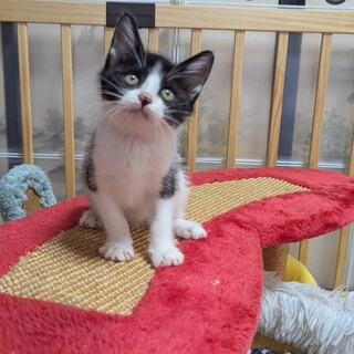 おっとりフレンドリーな女の子リーズちゃん