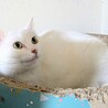 かなりポッチャリな美人白猫　メス サムネイル2