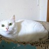 かなりポッチャリな美人白猫　メス サムネイル3