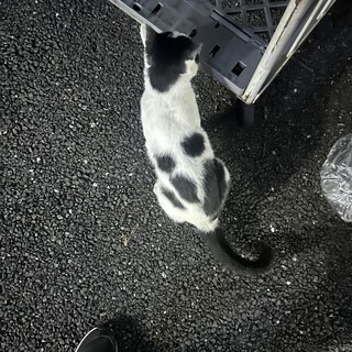 緊急！猫を救ってください