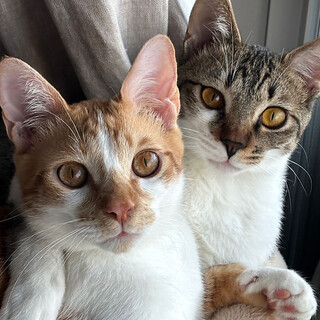 【11/16三田】スリゴロお膝大好き超甘えん坊ペア