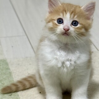 やんちゃ盛りの長毛ボーイ