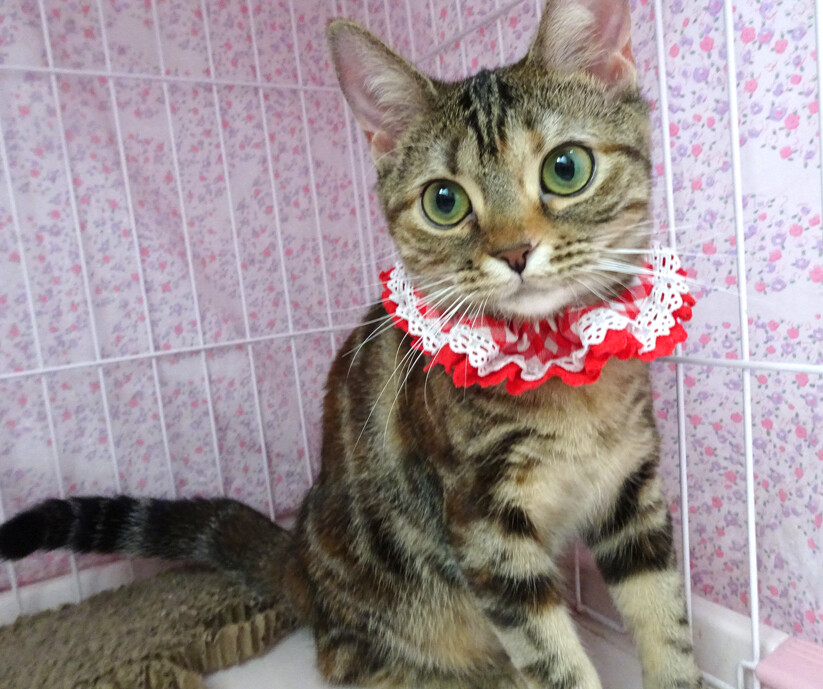 おだやか♪ベニちゃん★血統書アメショ♪８ヵ月 サムネイル2