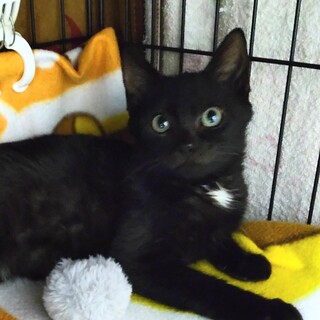 白い毛が可愛い！甘えん坊男子