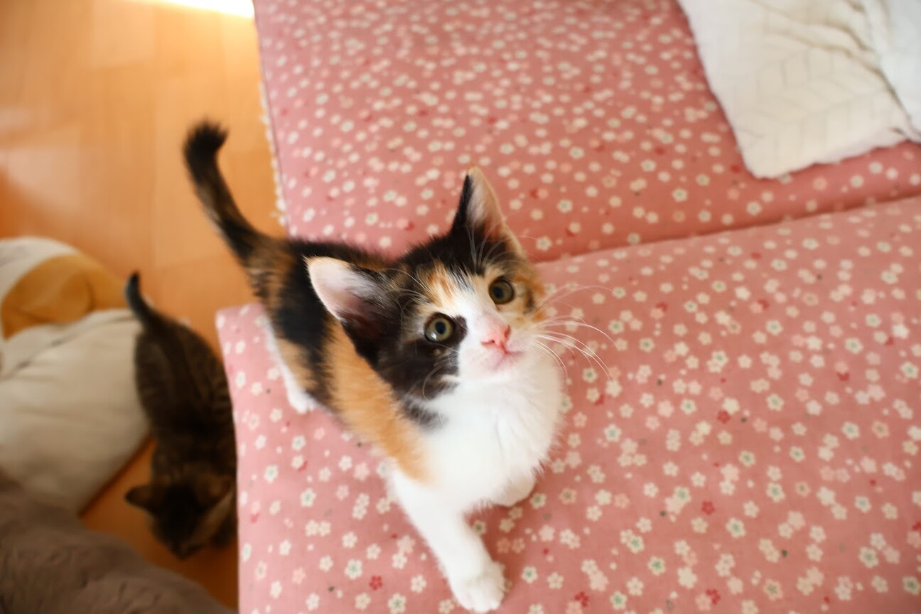 ふんばり親子猫　三毛猫 ふんばり親子猫 三毛猫 ふんばり親子猫 三毛猫 【公式通販】