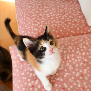 美人の黒三毛ちゃん