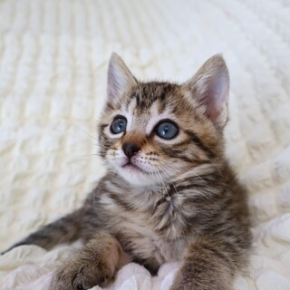 ぱっちりなオメメのキジちゃん