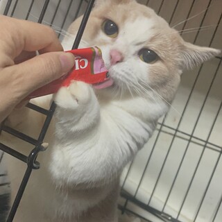 とても臆病です。ゆっくり仲良くなれる方。