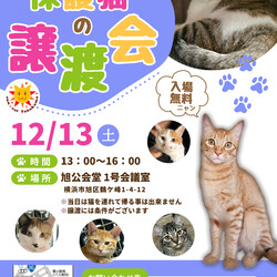 保護猫の譲渡会（横浜市旭区）