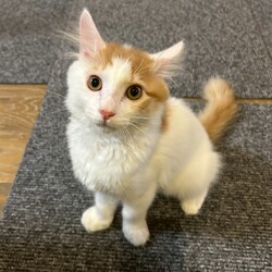 保護猫の譲渡会（横浜市旭区） サムネイル3