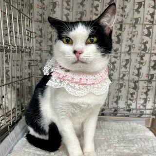 ₩ȐiƂĂ₷̎q̂̂