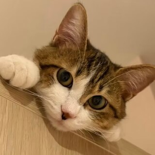 【4/19恵比寿】生まれ変わった甘えん坊ココア