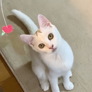 あったか家族探してます！