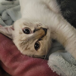 飲食店の駐車場に置かれた段ボールの中にいた子猫