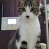 飲食店の駐車場に置かれた段ボールの中にいた子猫 サムネイル2