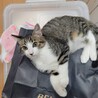 飲食店の駐車場に置かれた段ボールの中にいた子猫 サムネイル3