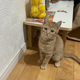 元気いっぱい可愛い男の子