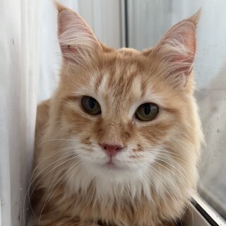 【3/22三田】人馴れ★茶トラ長毛女子プリン