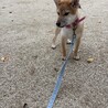 元気いっぱい柴犬のゆめちゃん サムネイル2