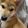 元気いっぱい柴犬のゆめちゃん サムネイル3