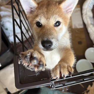 元気いっぱい柴犬のゆめちゃん