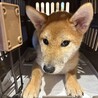 元気いっぱい柴犬のゆめちゃん サムネイル4
