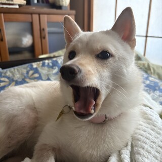 優しい豆柴ちゃん