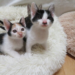 くみまち保護猫譲渡会 サムネイル2