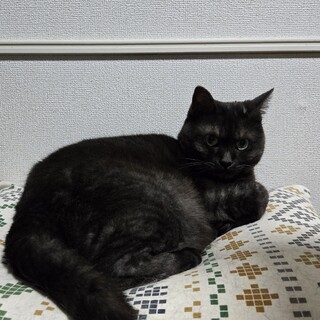 黒トラの女の子、人見知りで甘えん坊