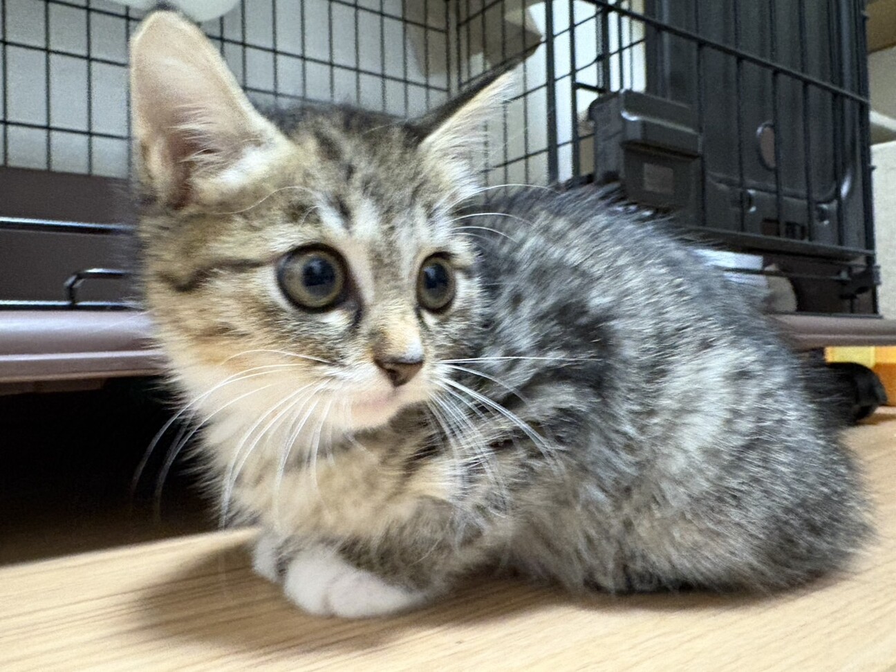 かわいいヒナタちゃん❣️ サムネイル4