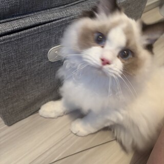 甘えん坊のラグドールくん、遊び盛りで元気です。