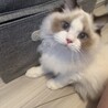 甘えん坊のラグドールくん、遊び盛りで元気です。 サムネイル1
